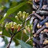 Clove Plant (Laung) Syzygium aromaticum Plant